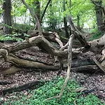 Treehouse Weissenhaeuser * Wangels