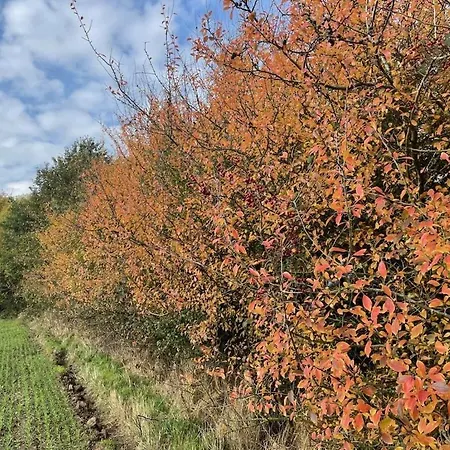 Treehouse Weissenhaeuser Wangels
