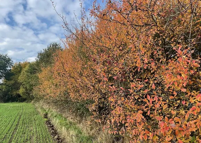 Treehouse Weissenhaeuser Wangels