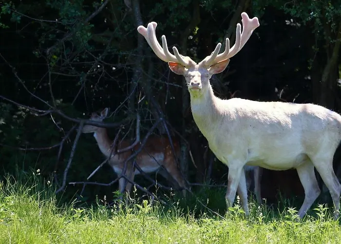 Vakantiehuis Treehouse Weissenhaeuser