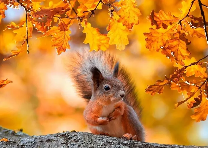 Treehouse Weissenhaeuser Vakantiehuis