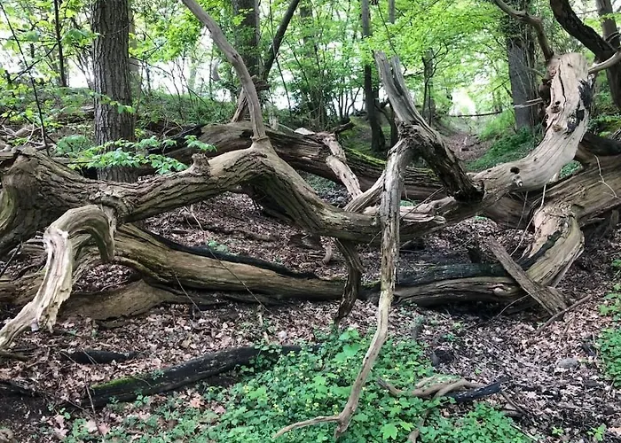 Treehouse Weissenhaeuser * Wangels