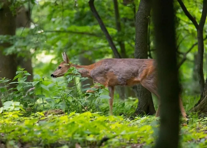 Vakantiehuis Treehouse Weissenhaeuser *